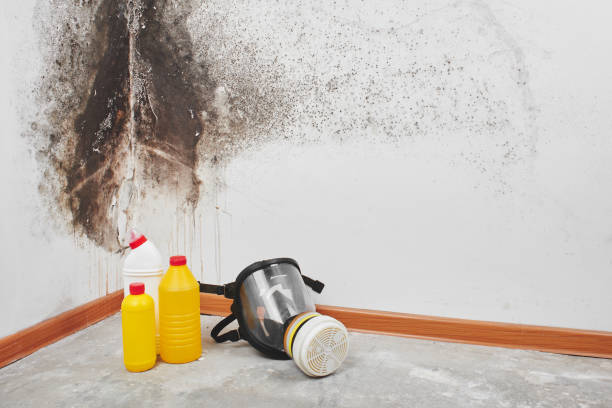 Best Localized Mold Remediation (e.g., coastal areas, humid climates) in Cushing, OK