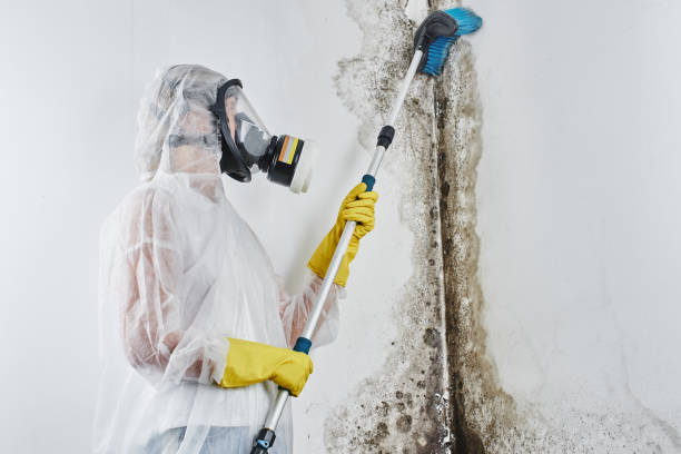 Best White Mold Remediation in Cushing, OK