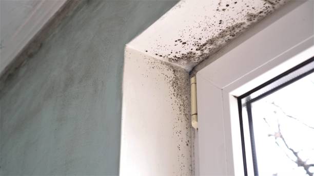 Best Insurance-Related Mold Remediation in Cushing, OK