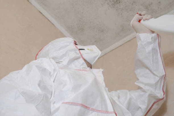 Best Commercial Mold Remediation in Cushing, OK