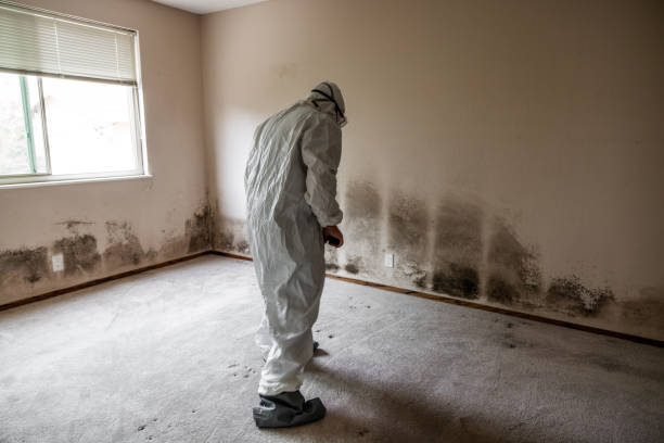 Best HVAC Mold Remediation in Cushing, OK