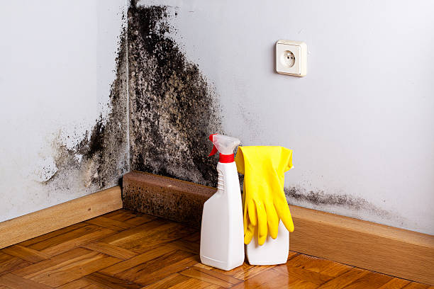 Reliable Cushing, OK Mold Remediation Solutions