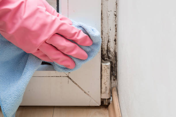 Best Attic Mold Remediation in Cushing, OK