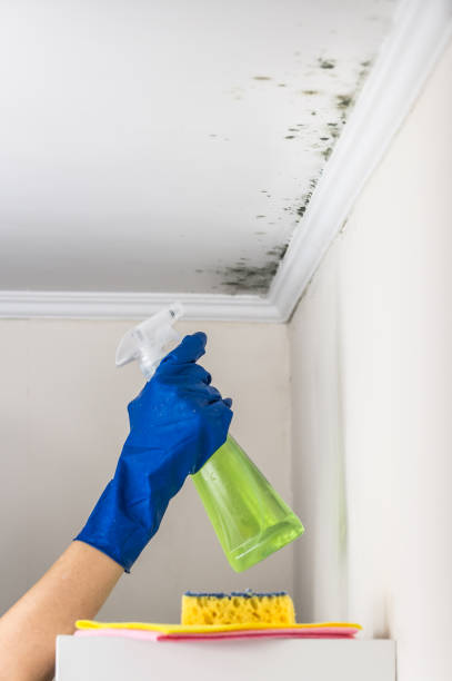 Best Health and Safety Mold Remediation in Cushing, OK